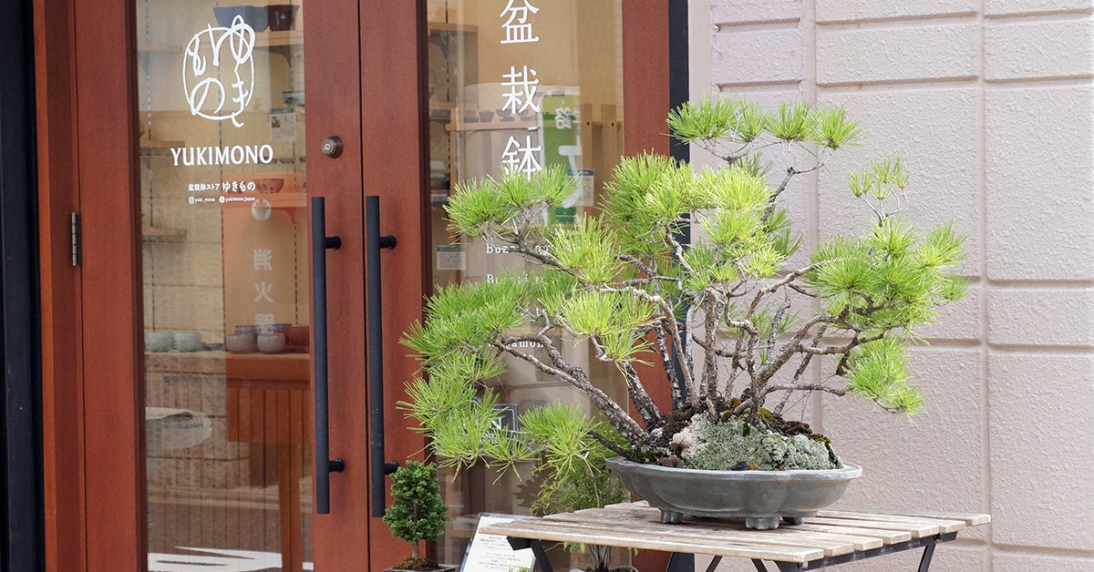 石獣耳高脚鉢 盆栽鉢 植木鉢 小品盆栽鉢 大品盆栽鉢 孔雀鉢 盆栽鉢 植木鉢 小品盆栽鉢 大品盆栽鉢 早割ex 紫砂