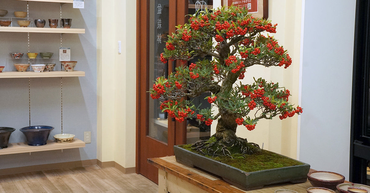 盆栽鉢ストアゆきもの