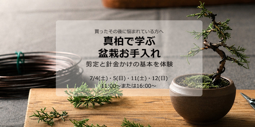 盆栽鉢ストアゆきもの
