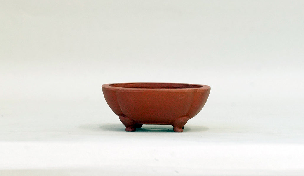 正方浅木瓜鉢 英明 8.8cm E602