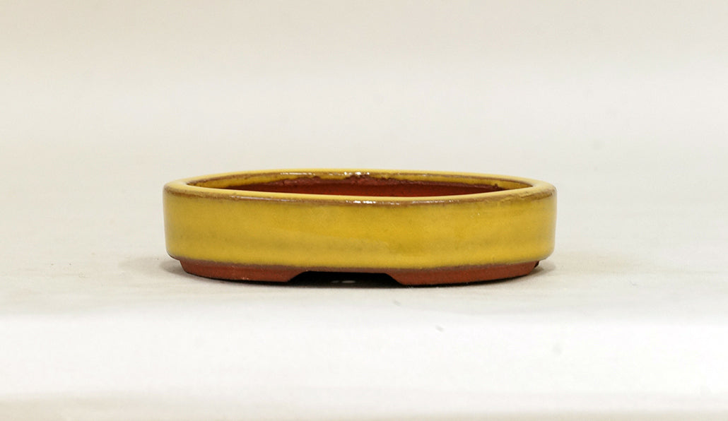 黄色の浅い小判鉢 英明 10.5cm E611