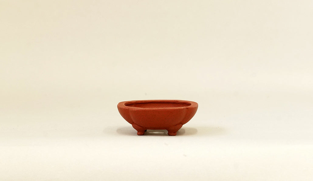 正方浅木瓜鉢 英明 6.9cm JE002