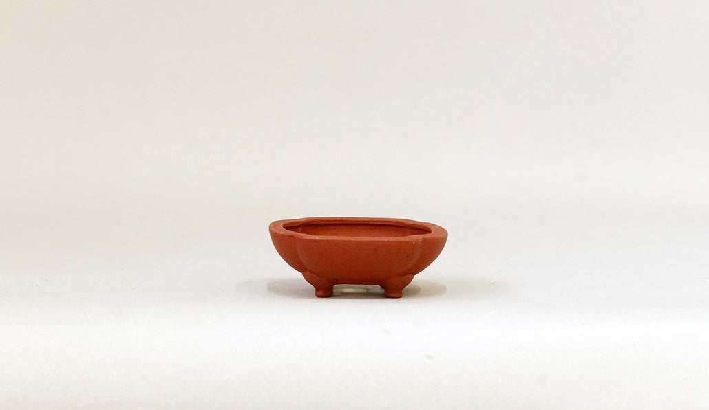 正方浅木瓜鉢 英明 6.9cm JE002