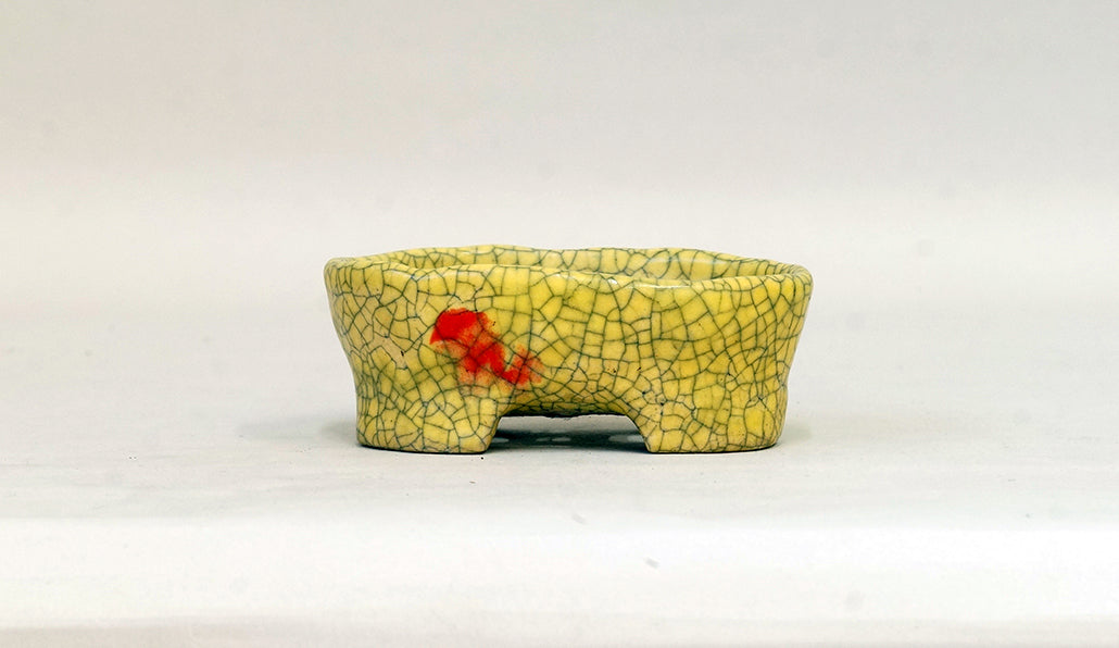 イエローに赤の小判鉢 てるみ 10.5cm T054