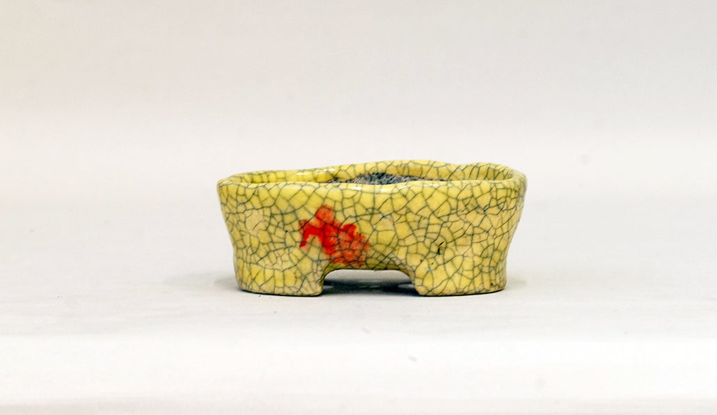イエローに赤の小判鉢 てるみ 10.5cm T054