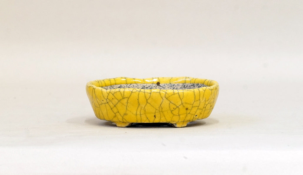 イエローの小判鉢 てるみ 10cm T055
