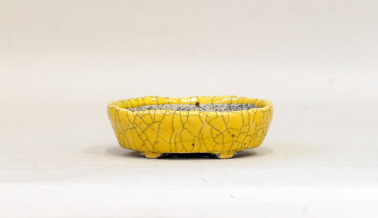 イエローの小判鉢 てるみ 10cm T055