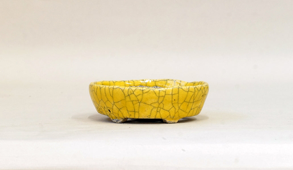 イエローの小判鉢 てるみ 10cm T055