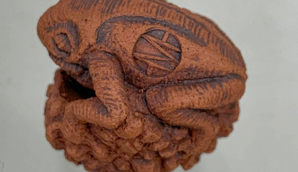 卵を抱く蛙 コブ 2cm KB029