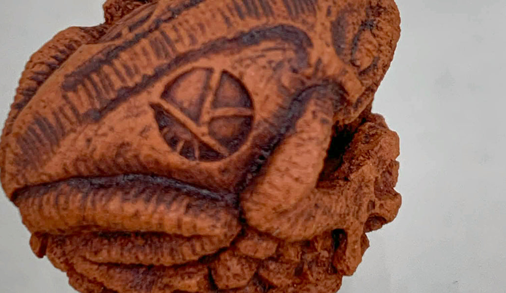 卵を抱く蛙 コブ 2cm KB029