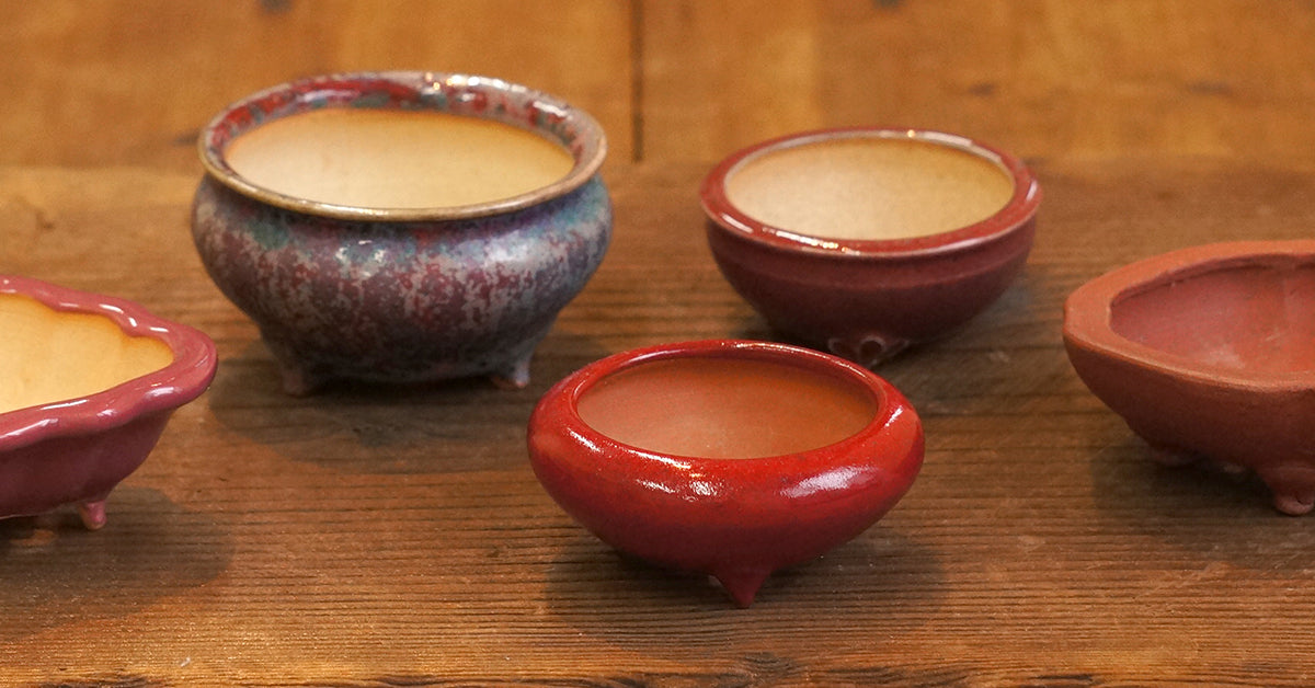 盆栽鉢ストアゆきもの